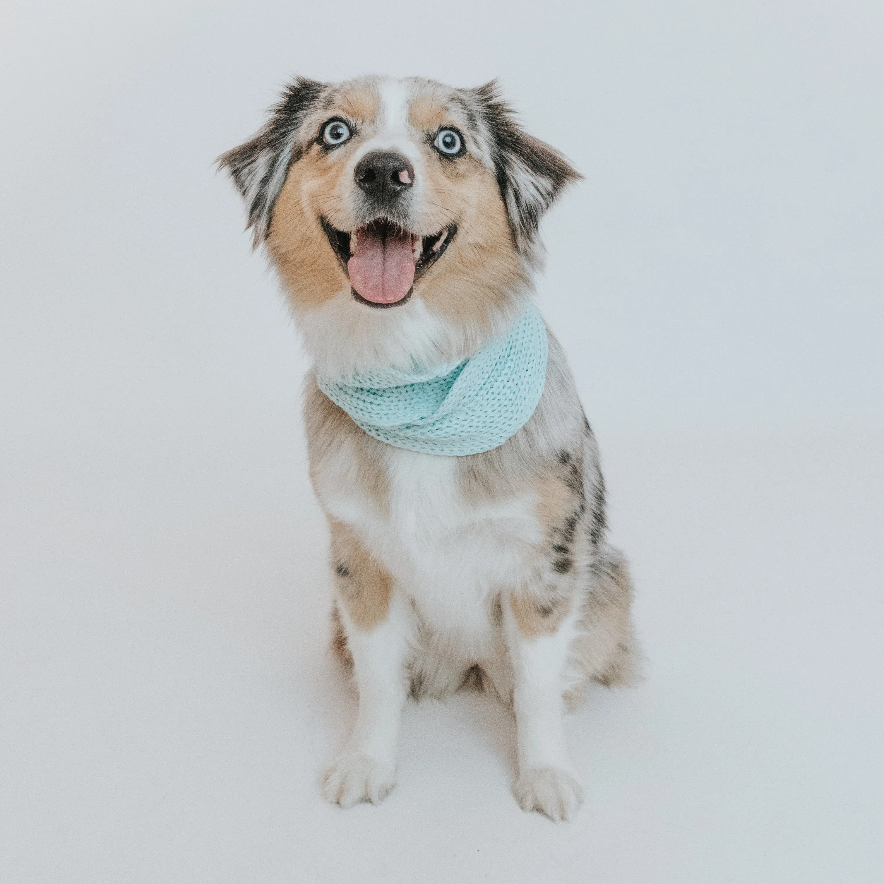 Dog Infinity Scarf - Blue