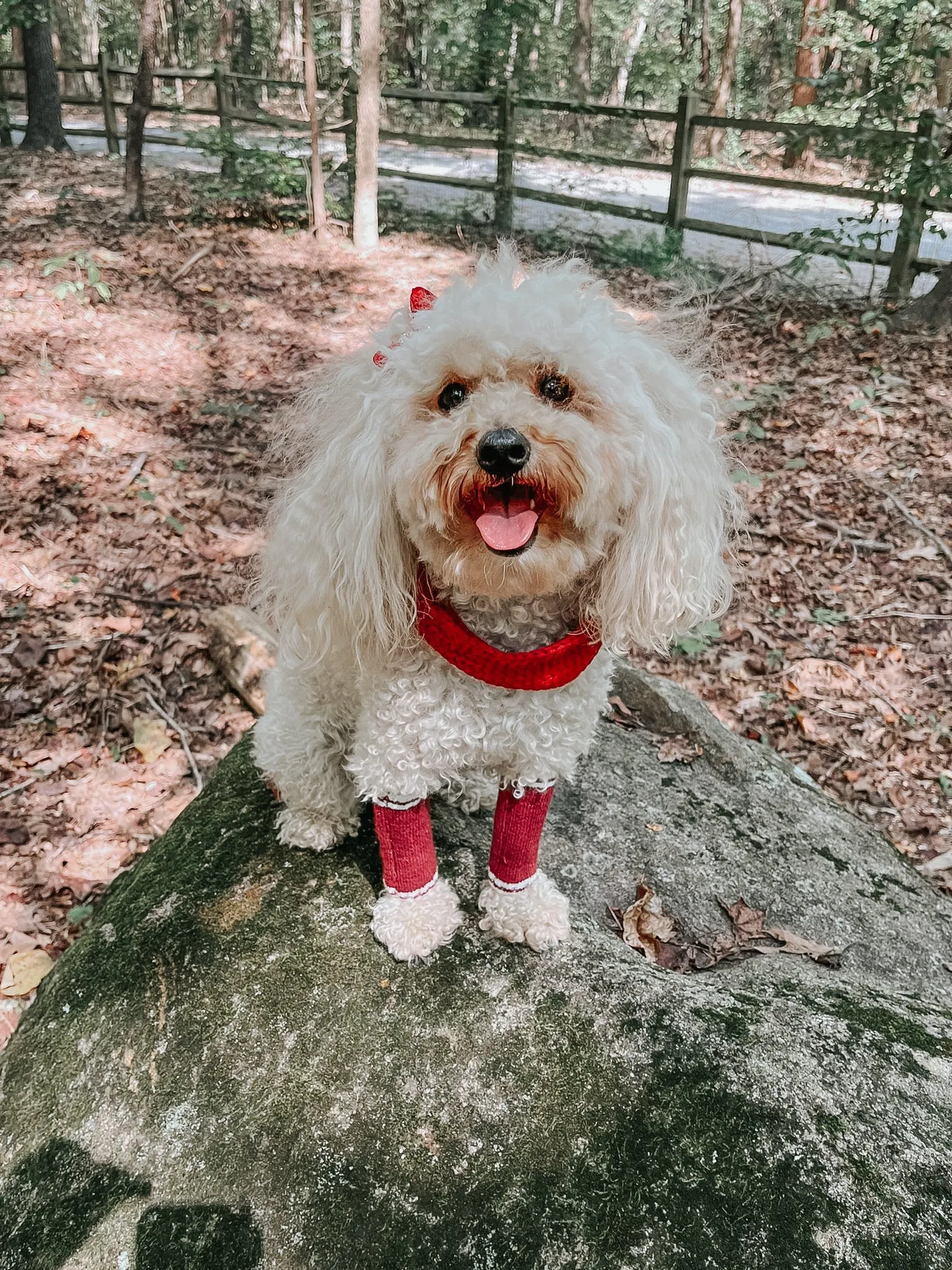 Dog Infinity Scarf - Red