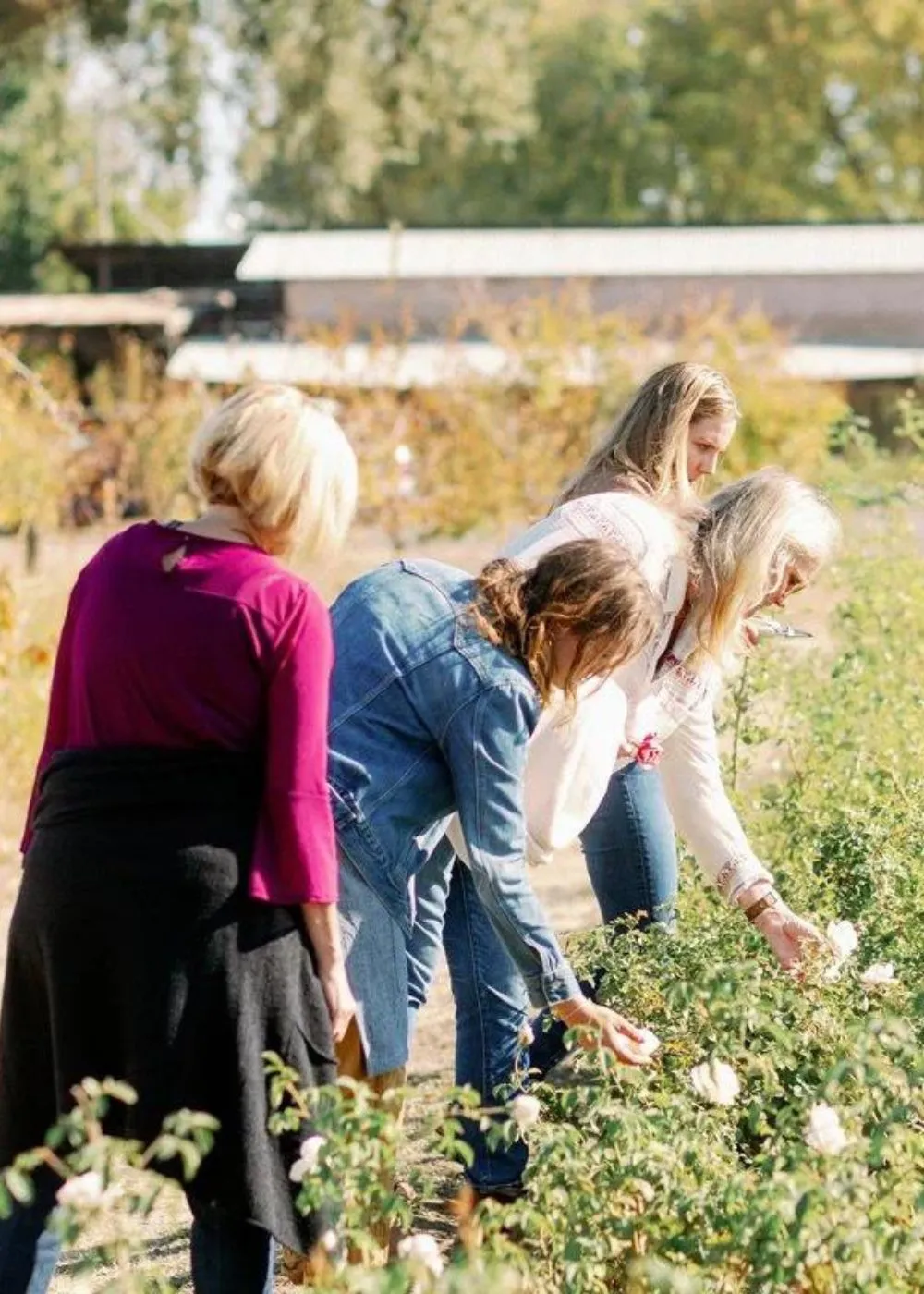 Elements Of Garden Rose Growing Workshop: April 26, 2025