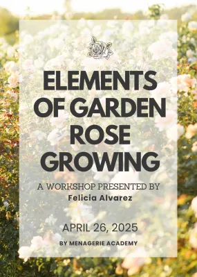 Elements Of Garden Rose Growing Workshop: April 26, 2025